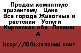 Продам комнатную хризантему › Цена ­ 250 - Все города Животные и растения » Услуги   . Кировская обл.,Леваши д.